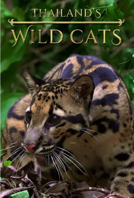 《泰国野生猫科》：揭秘丛林王者，探索鲜为人知的猫科动物世界